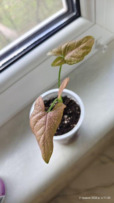 Syngonium Regina Red