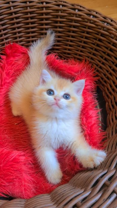 Самые красивые золотые шиншиллы