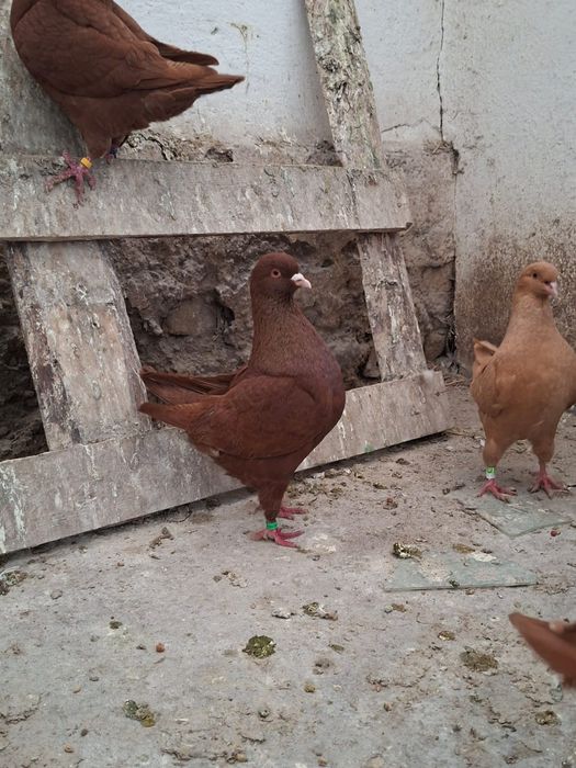 Kingi kingi gołębie ozdobne