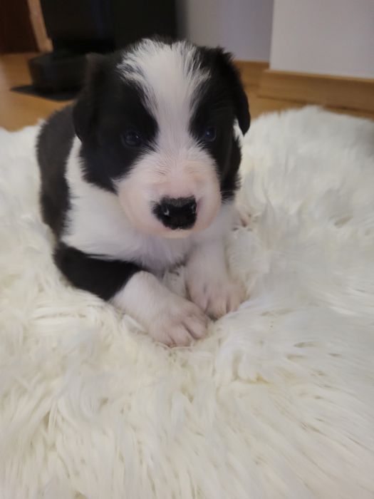 Szczeniak Border collie