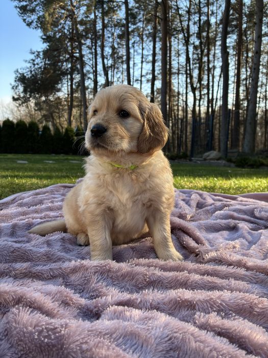 Szczenię SUCZKA GOLDEN RETRIEVER, linia amerykańska, ciemnozłota maść ZKwP | FCI