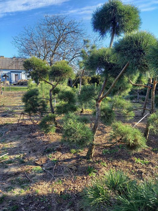 Sosna formowana Bonsai-WYPRZEDAŻ