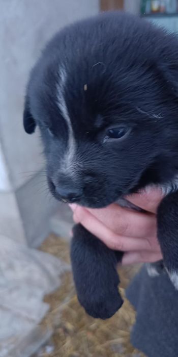 Oddam szczeniaki za darmo