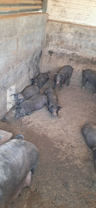 Para venda leitoes,  porco capado e porca