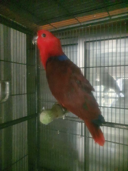 Papagaios Ecletus F e M