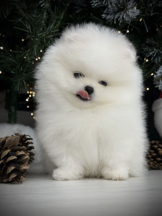 Срочно шпиц тип мишка в продаже