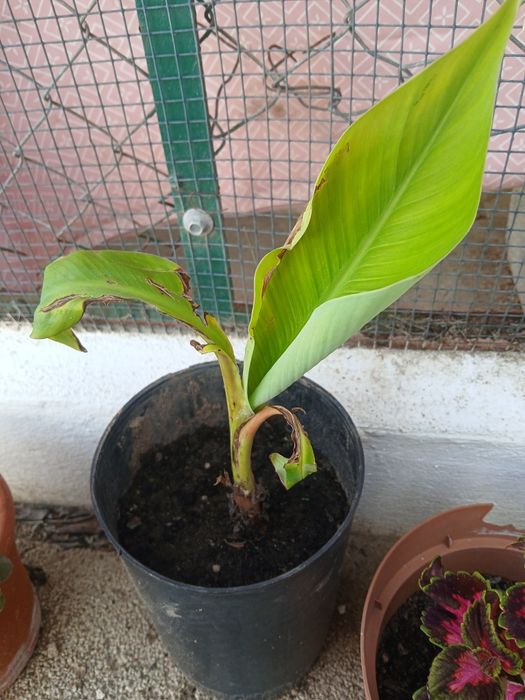 Bananeira da Madeira, costuma dar bananas uma duas vezes por ano.