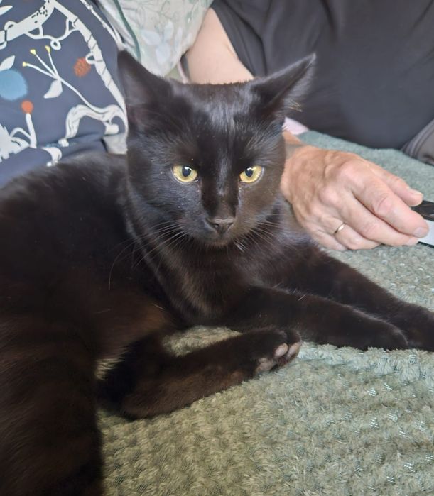 Sylwek,  kocurek do adopcji