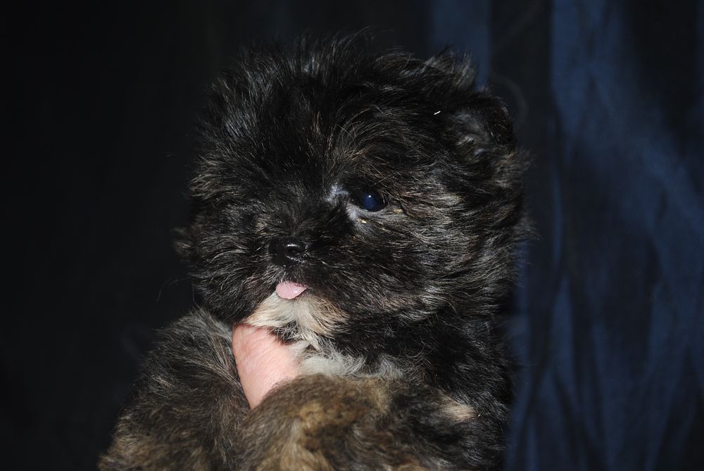 Безумно гарна чорна принцеса йорка