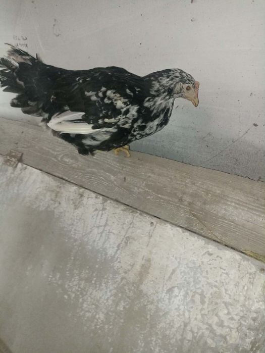 Sprzedam kury nioski 15 tygodniowe