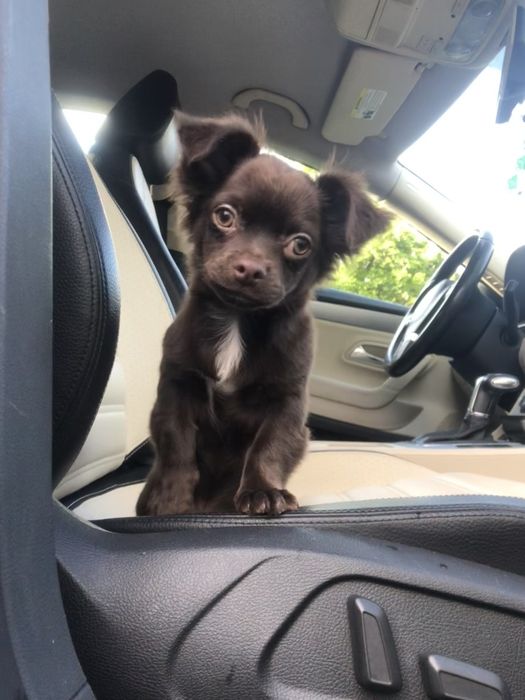 Чіхуа гарнесенький