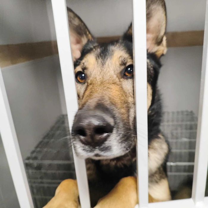 Grey wciąż szuka domu.