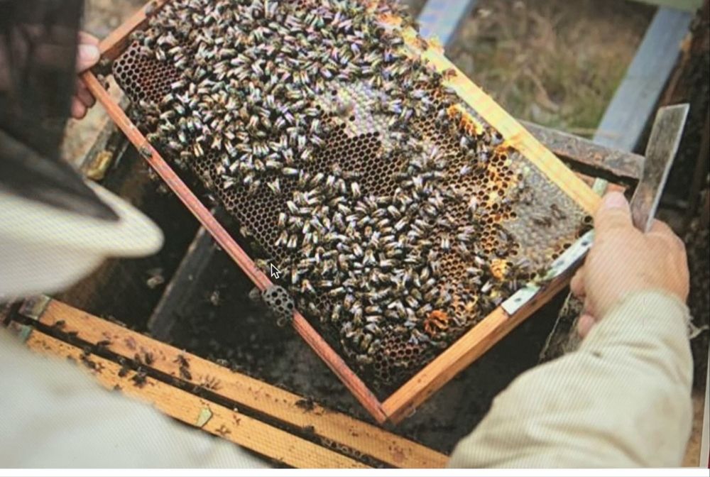 Mel biologico de urze e  multifloral entrego em mafra e lisboa ( lumiar )