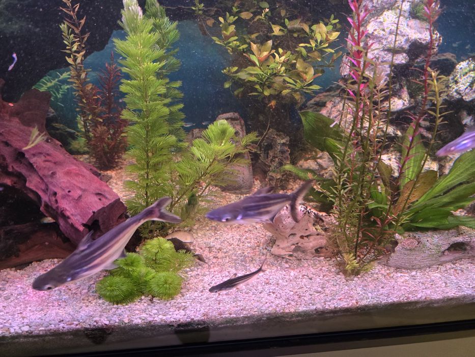 Sum rekini rekinek cztery sztuki