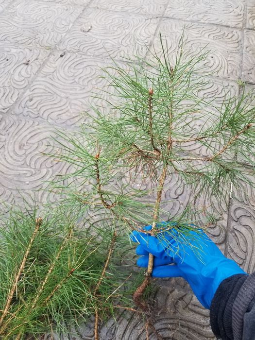 Ялинка , сосна,модрина, ялівець саджанці