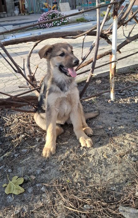 Продам щенков немецкой овчарки осталось девочка