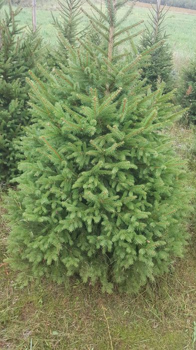 Plantacja choinek ,choinki świerkowe ,sadzonki świerka ,świerk.