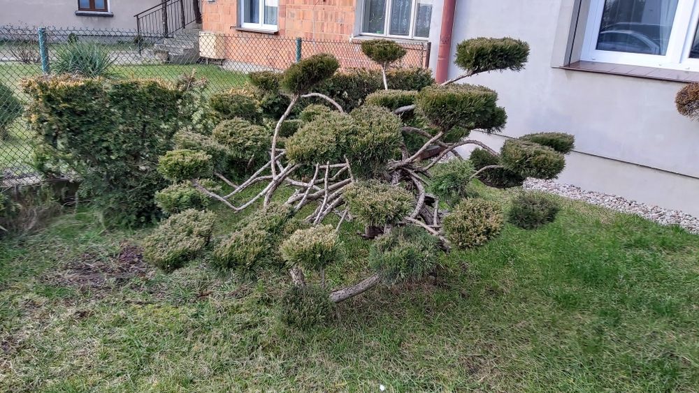 Iglak formowany na bonsai