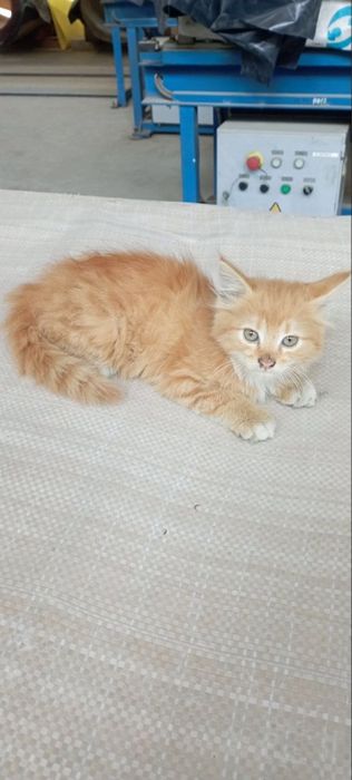 Рижий котик шукає дім 2 місяці