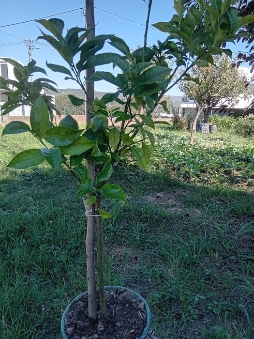 Limoeiros com fruto
