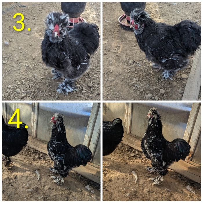 Koguty czubatka silka