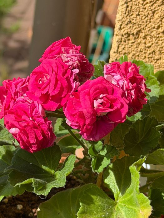 Pelargonia kolekcjonerska sadzonki