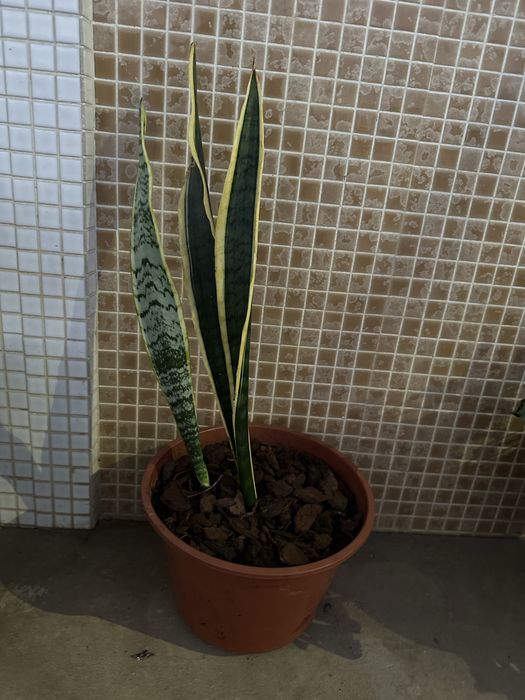 Sansevieria/espada de são jorge
