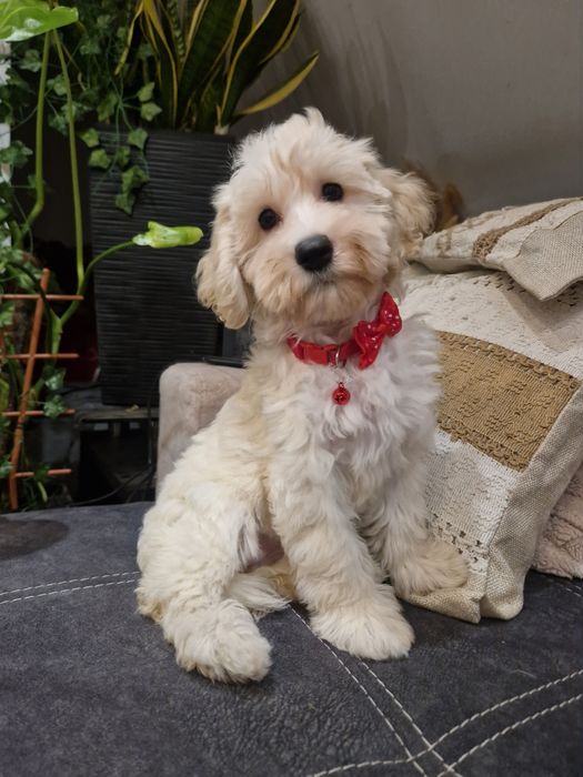 Suczka cockapoo f1b suczka