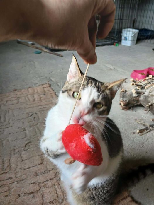 Larry młody kocurek do adopcji