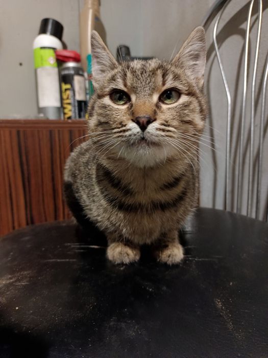 Гарні котики в добрі руки