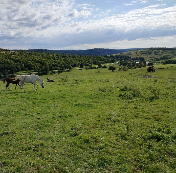 Klacz czystej krwi arabskiej