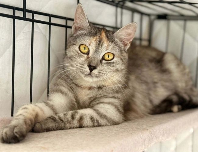 Lara szuka domu tymczasowego!