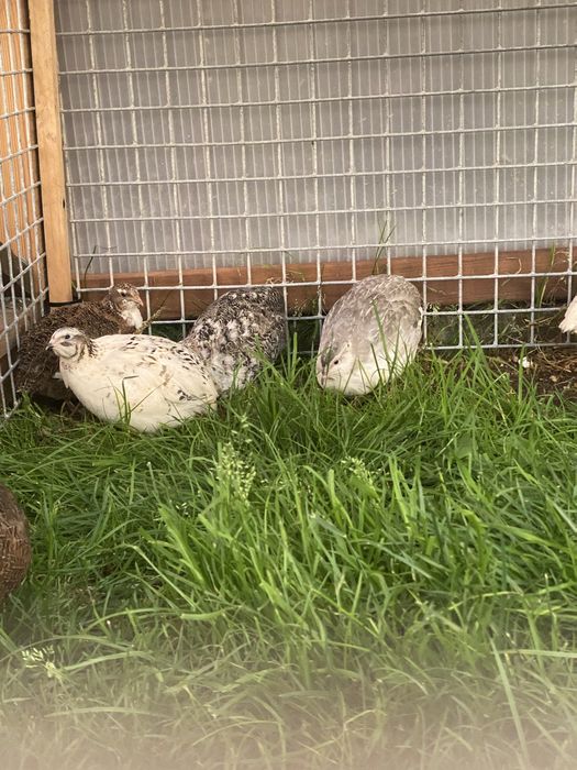 przepiórki, przepiórka japońskie