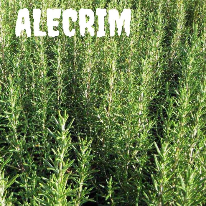 Ervas aromáticas Biológicas Louro, Alecrim, Lucia-Lima