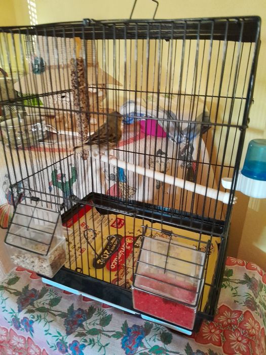 Gaiola Com Canário Macho