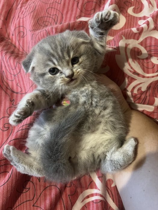 Котята шотландские вислоухие скоттиш фолд