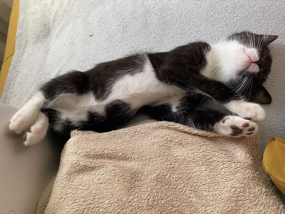 Kociaki do adopcji
