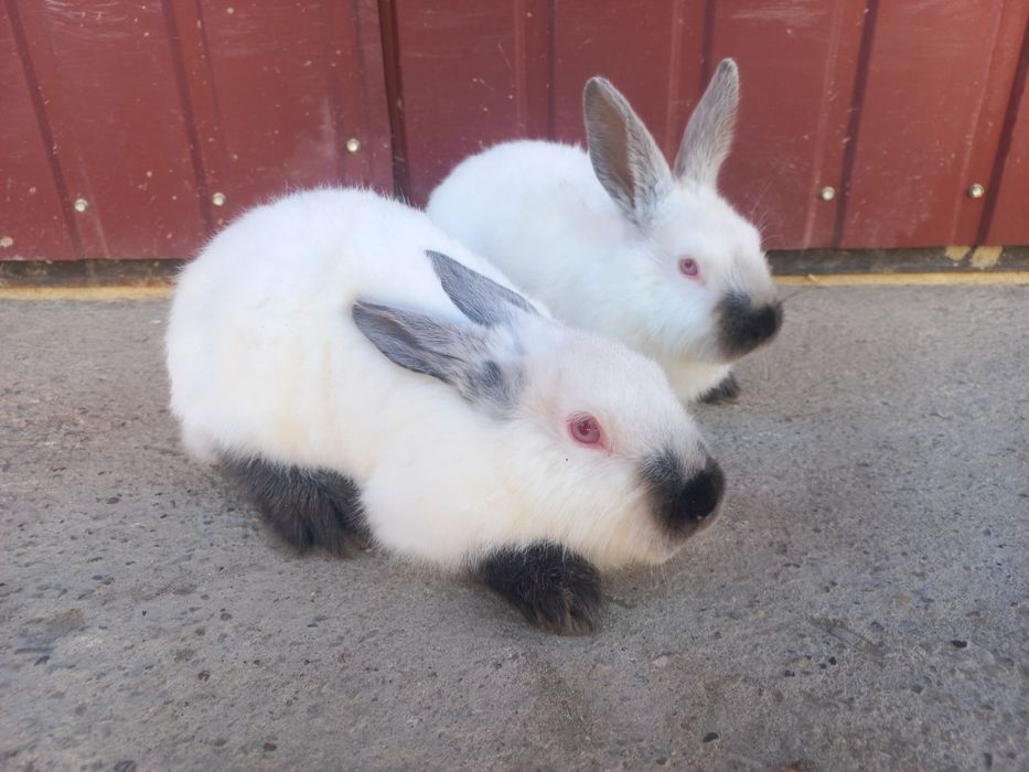 Кролики Каліфорнії