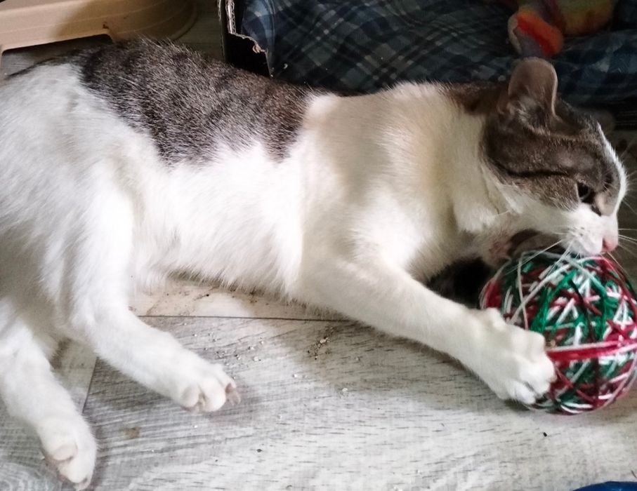 Henio kto go pokocha