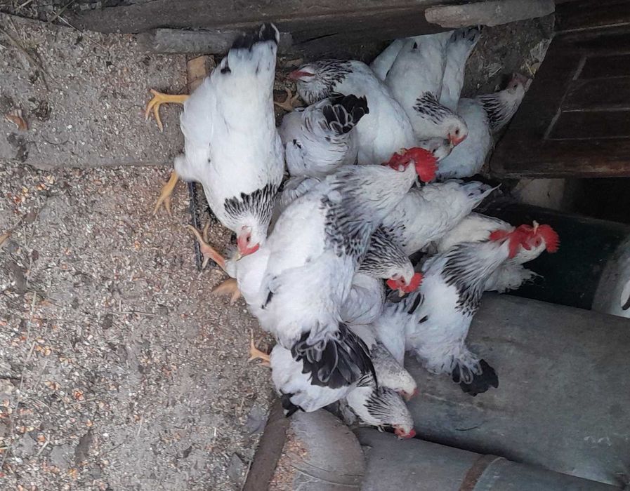 курки-несучки,півники,яйце,на держання порода Срібний Адлер яйце