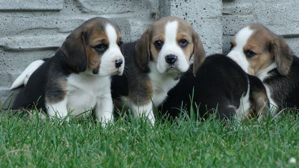 Beagle piesek 8 tygodni