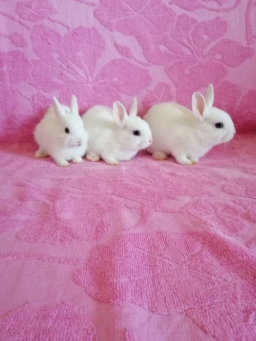 Króliczek karzełek Teddy, Lewek, Mini Lop