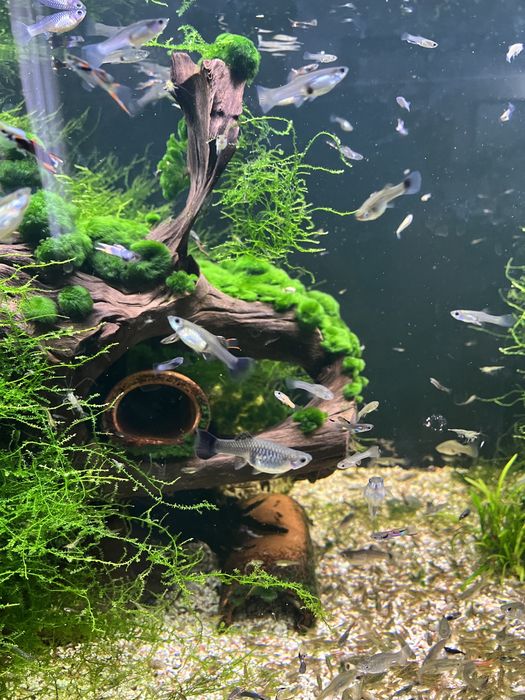 Tenho Guppys criação própria