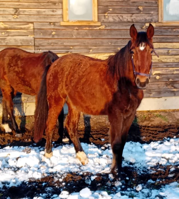 Klacz Śląska po rodzicach z licencją