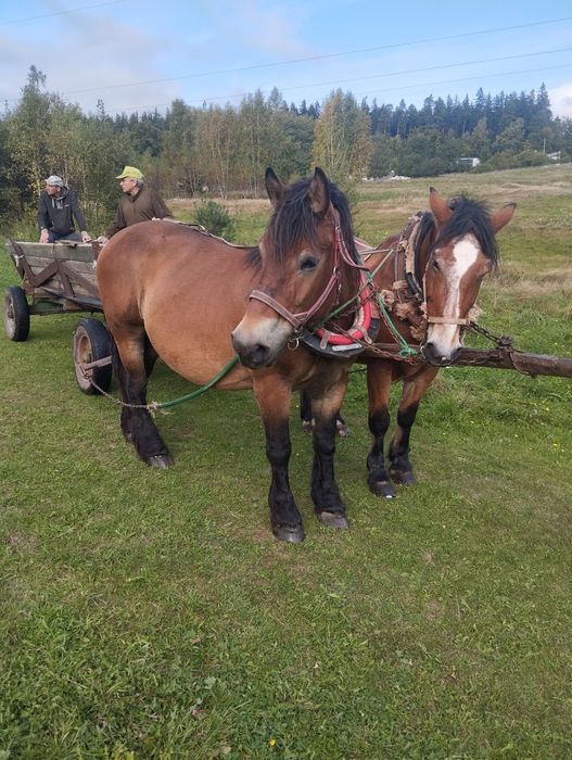 Witam sprzedam ładną klacz zimnokrwistą