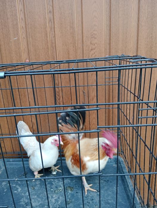 Kurki ,koguty serama pary