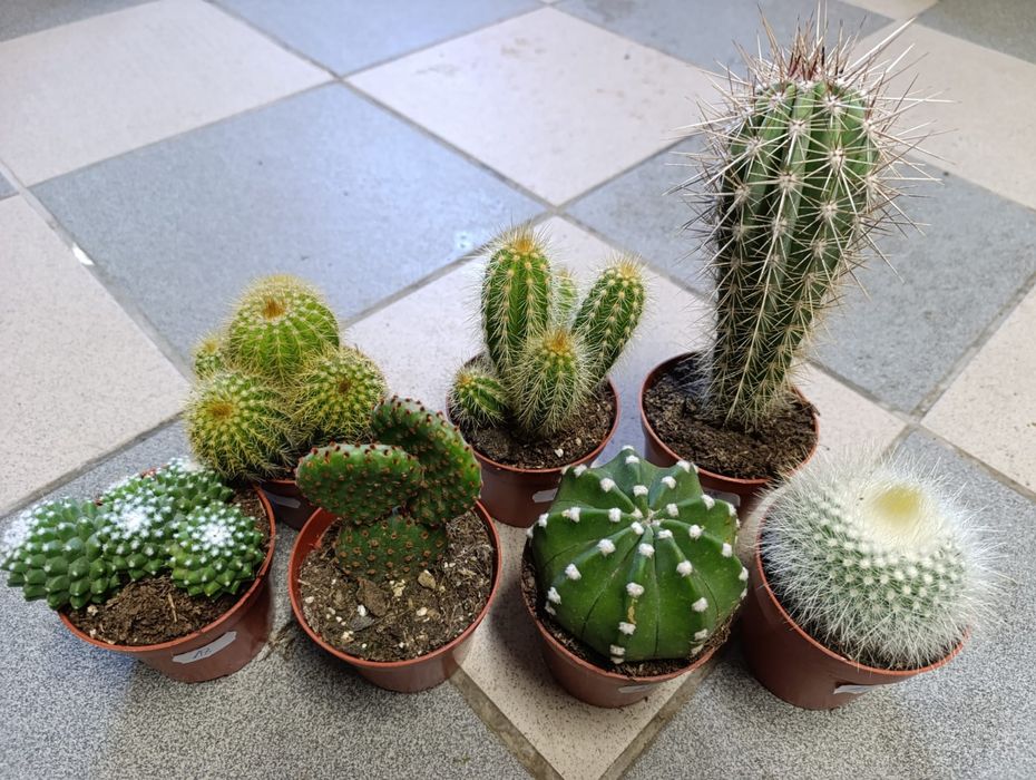 Kaktus mix 10-25cm P8