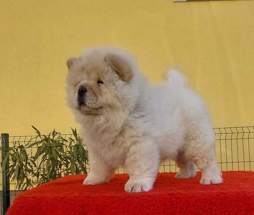Chow Chow disponível