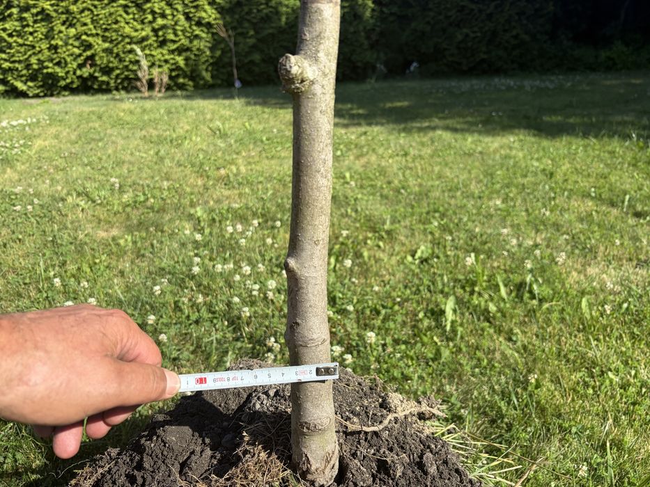 drzewko magnolia jasny róż 3m wys. - sprzedam