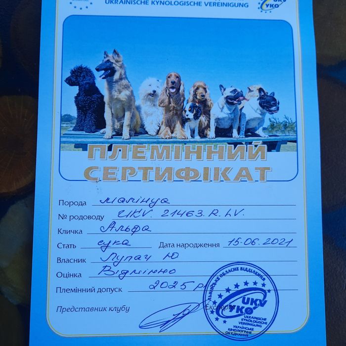 Бельгійська вівчарка